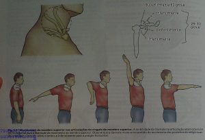 Movimentos claviculares vistal lateral