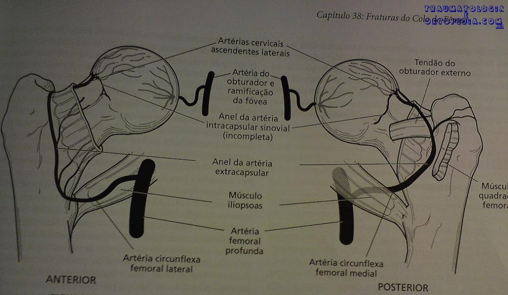 circunflexa medial