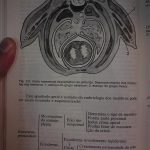embriologia 08