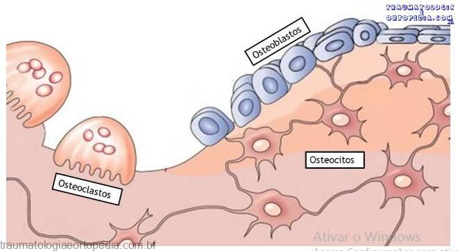 osteoblastos clastos e ocitos