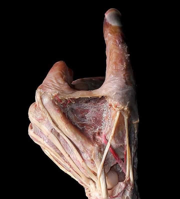 tabaqueira anatomica