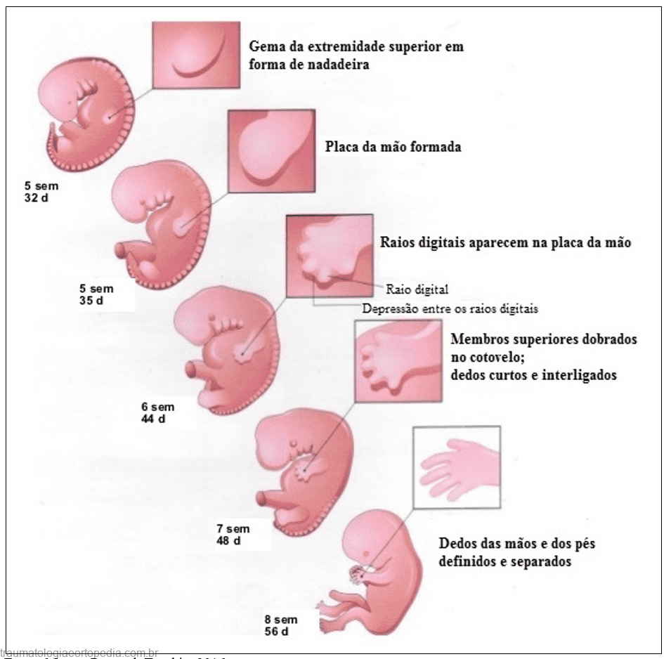 deenvolvimento embrionario