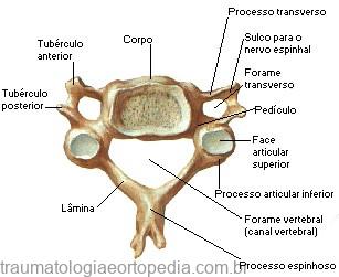 vertebra cervical