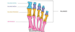 ortopedia falanges