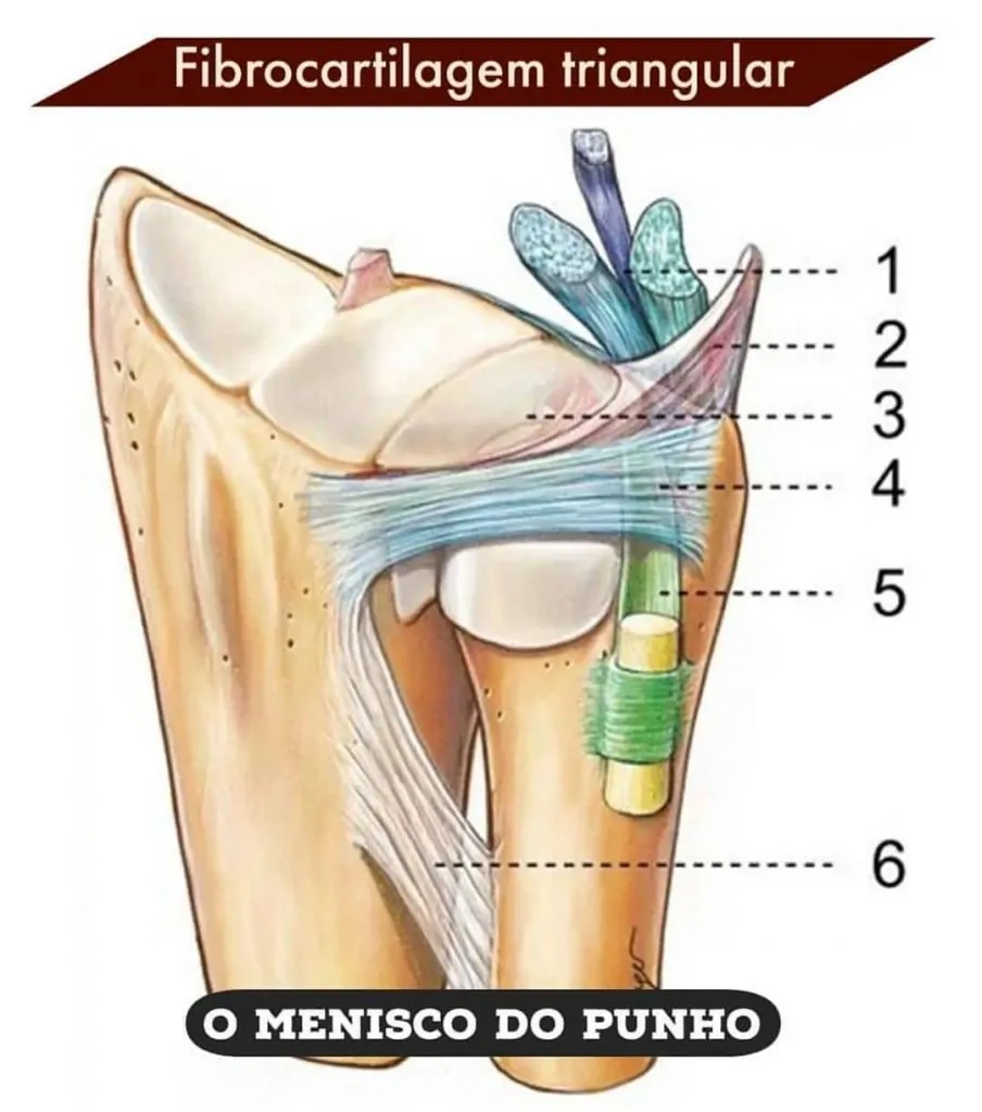 fibrocartilagem triangular