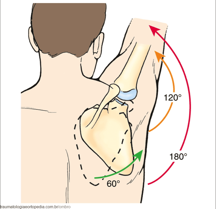 Cintura Escapular E Cíngulo Do Ombro - Traumatologia E Ortopedia