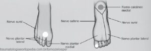 territorios nervosos avaliados nervos do pe