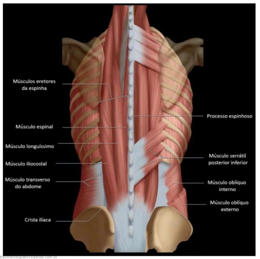 musculatura paravertebral visao posterior