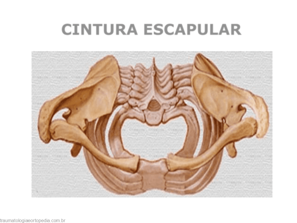 CINTURA PÉLVICA - Articulações do Ombro e da Cintura Escapular