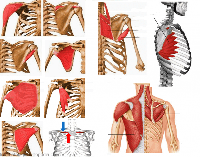 Cintura escapular -Ossos , articulações e músculos : Origem